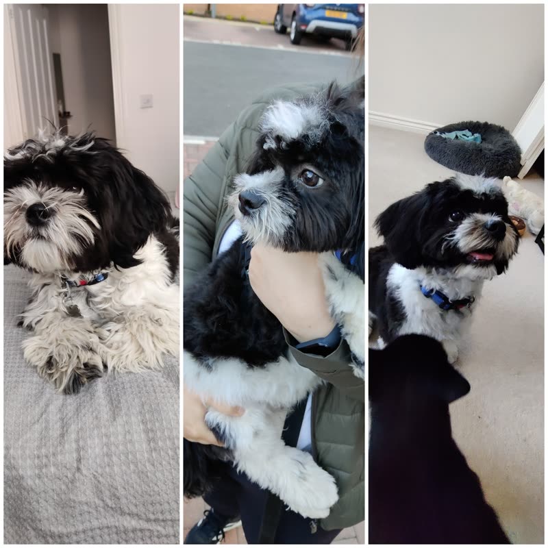 Before and after: a black-and-white Shih Tzu shaggy on the sofa, then neatly trimmed after grooming
