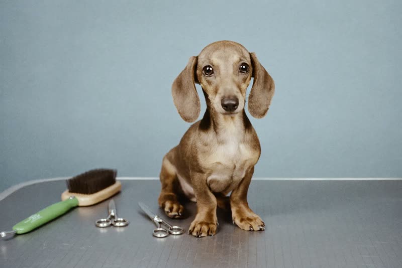 A dachshund puppy on a grooming table next to a brush, comb and scissors